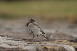<p>KONIPAS BÍLÝ (Motacilla alba) /White wagtail - Bachstelze/</p>